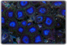 Green Skirt Blue Zoanthids
